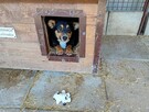 Gucio do adopcji - 4