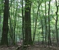 Stary Las bukowo-grabowo-dębowy - 3