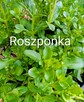 Sałaty świata i kapusty nasiona zimowe egzotyczne - 10