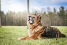 Lady-starsza suczka w typie owczarka niemieckiego do adopcji