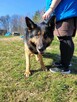 Hugo w typie ON do adopcji - 3