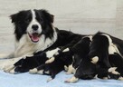 Cudowny Border Collie blue merle, pies z hodowli, pełna dok. - 5