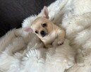 CHIHUAHUA PIĘKNA KREMOWA BISKOPTOWA SUNIA