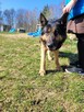 Hugo w typie ON do adopcji - 4