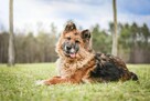 Lady-starsza suczka w typie owczarka niemieckiego do adopcji - 2