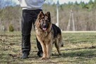Serafin-pies w typie owczarka niemieckiego do adopcji - 4