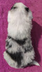 Cudowny Border Collie blue merle, pies z hodowli, pełna dok. - 4
