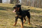 Fred do adopcji - 3