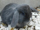 Baranki mini lop - 7