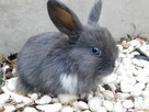 Baranki mini lop - 8