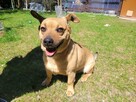 Radzio do adopcji - 4