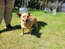 Radzio do adopcji - 6