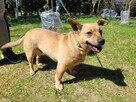 Radzio do adopcji - 3