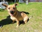 Radzio do adopcji - 2