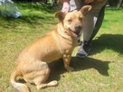 Radzio do adopcji - 5