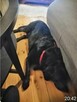 AGOR labrador dorosły musi znaleźć nowy dom - 7