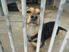 Maleńka Ola do adopcji - 4