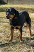 Szafirek do adopcji - 2