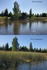 Odmulanie stawu wycinanie trzciny usuwanie korzeni plaże, - 5