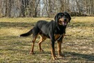 Szafirek do adopcji - 3