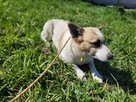 Lili do adopcji - 8