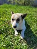 Lili do adopcji - 6
