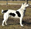 BIBI mała sunia łagodna i kochana szuka domu - 4