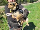 Maleńka Ola do adopcji - 3