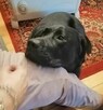 AGOR labrador dorosły musi znaleźć nowy dom - 5