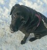 AGOR labrador dorosły musi znaleźć nowy dom - 6