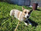 Lili do adopcji - 2