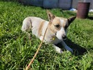 Lili do adopcji - 5
