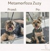 Strzyżenie psów Łódź i okolice - mobilny groomer - 6