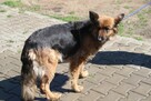 Nala - 4