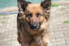 Nala - 2