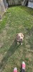 Pies do adopcji - 4