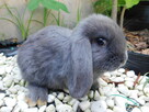 Niebieskie baranki mini lop - 4