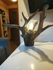 Live Edge Lampa Podłogowa z Pnia Drzewa | Handmade Unikat - 2