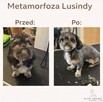 Strzyżenie psów Łódź i okolice - mobilny groomer - 4