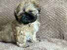 Pieski shih tzu - 5