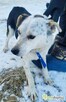 BALU - kochany psiak traci nadzieję w schronisku - 1