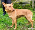 FREDZIK - piękny psiak a typie psa faraona ADOPTUJ - 3