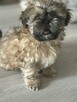 Pieski shih tzu - 3