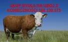 SKUP BYDŁA NA UBÓJ Z KONIECZNOŚCI KUJAWSKO POMORSKIE