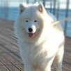 Samoyed szczenięte ZKwP Szczecin - 2