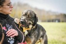 Balu - duży mlody psiak czeka na cierpliwy i wyrozumiały dom - 6
