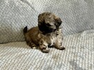 Pieski shih tzu - 7