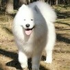Samoyed szczenięte ZKwP Szczecin - 3