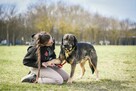 Balu - duży mlody psiak czeka na cierpliwy i wyrozumiały dom - 3