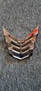 Grill Peugeot Citystar 50/125 - 3